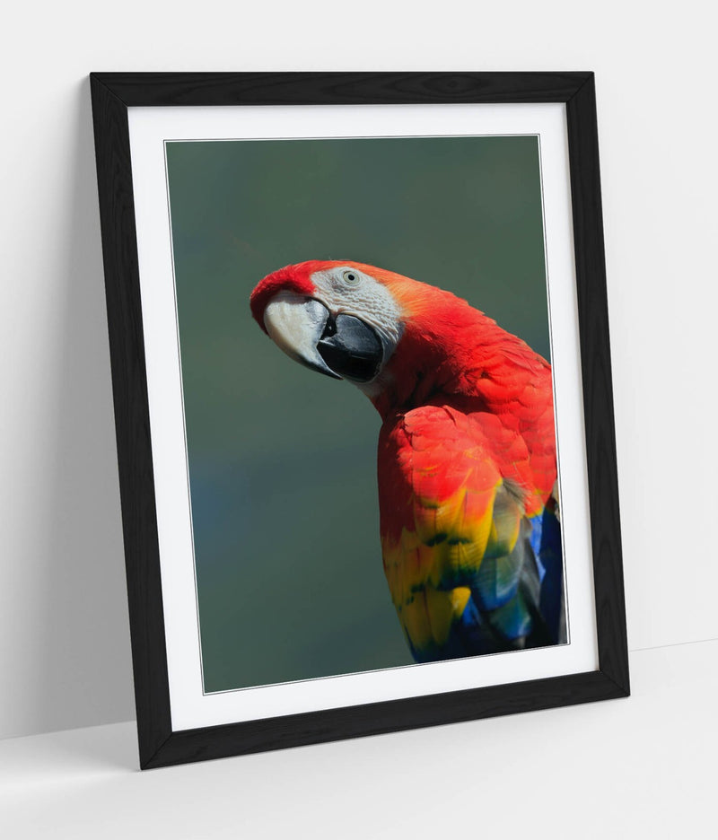 Parrot Wall Poster – Framed Wall Art Print | Colorful Bird Home Decor
