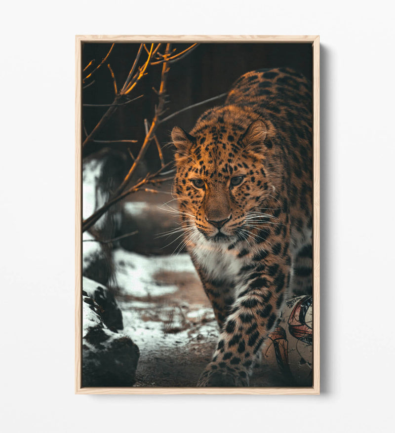 Snow Leopard Canvas Art - Wildlife Wall Art Print | Float Effect Frame