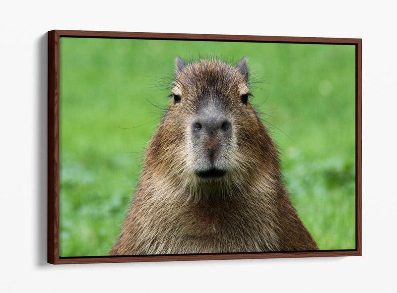 Capybara Canvas Art - Funny Animal Wall Decor With Float Effect Frame, Ready To Hang