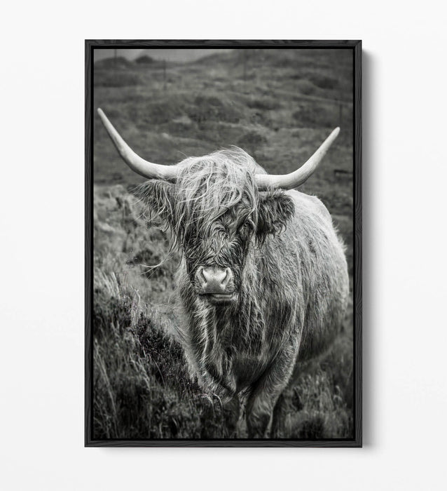 Highland Cow Canvas | Black and White Float Effect Wall Art Print - Handmade UK