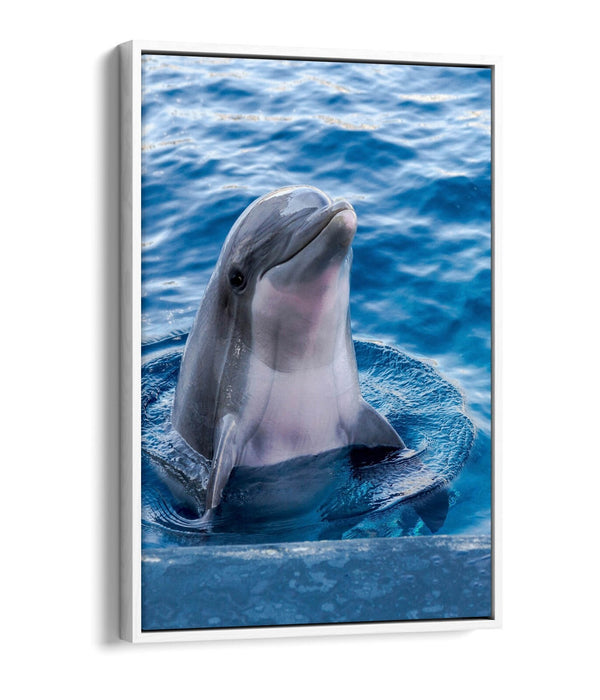 Dolphin Canvas Art – Cute Dolphin Artwork on Floating Frame Canvas, Ready to Hang