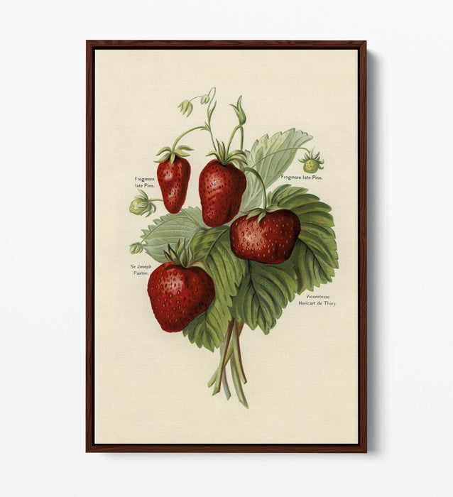 Canvas Art Print - Vintage Strawberries Wall Art With Float Effect Frame