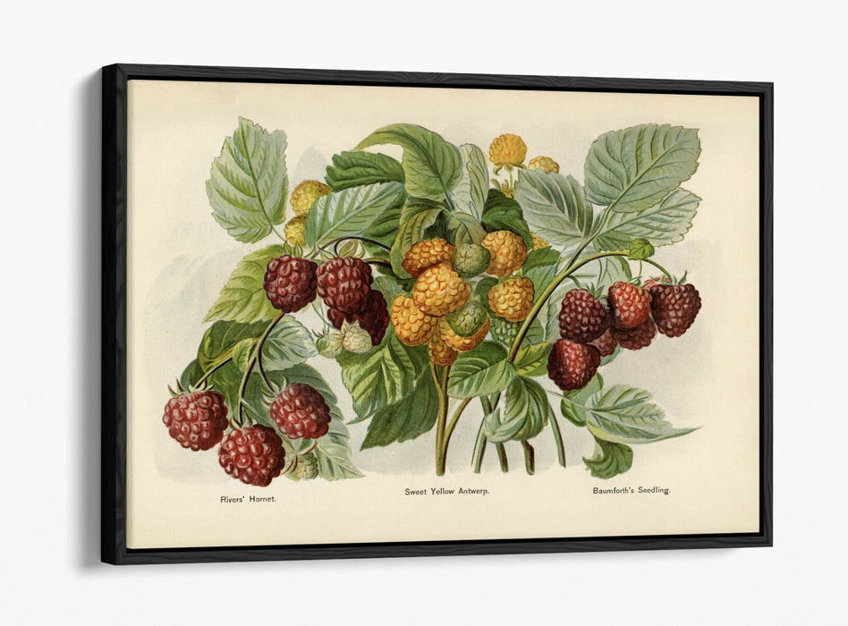 Canvas Wall Art - Vintage Illustration Raspberries Float Effect Print on Handmade Canvas