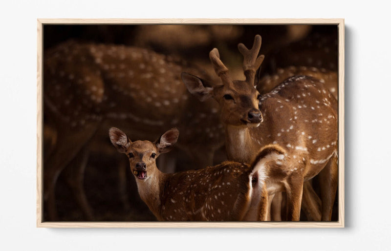 Canvas Wall Art - Deer Standing Together Float Effect Premium Bedroom Decor