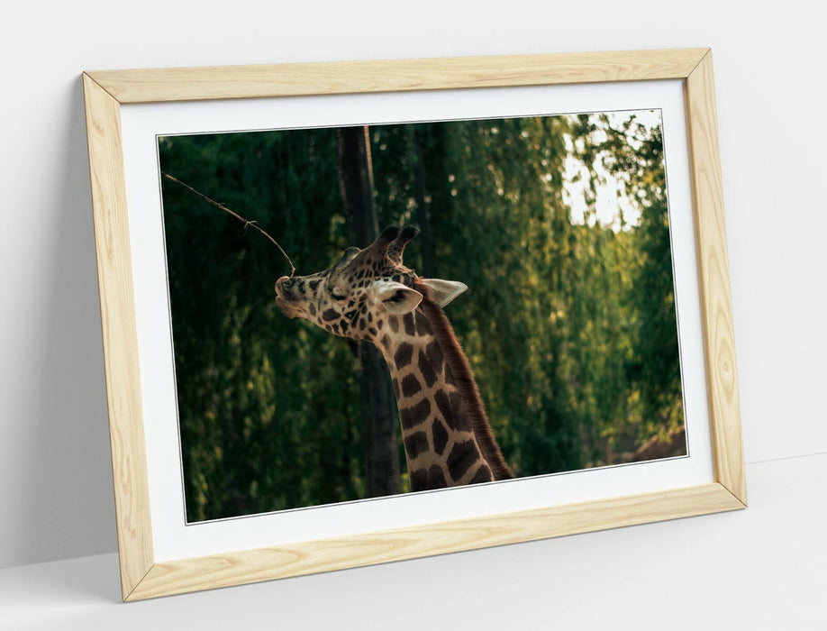 GIRAFFE GRAZING LEAVES -ART FRAMED POSTER PICTURE PRINT- WILDLIFE PHOTOGRAPHY