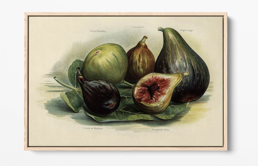 Canvas Wall Art Print - Vintage Figs Illustration | Handmade Float Effect Frame