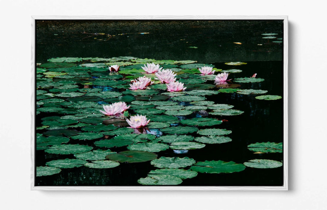 WATERLILIES FLORAL BOTANICAL PHOTOGRAPHY -FLOAT EFFECT CANVAS WALL ART PIC PRINT