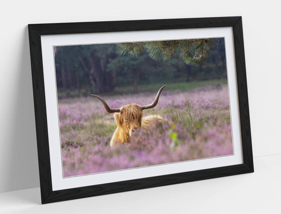 Highland Cow Wall Art – Framed Rustic Animal Art | Purple Flower Decor Print