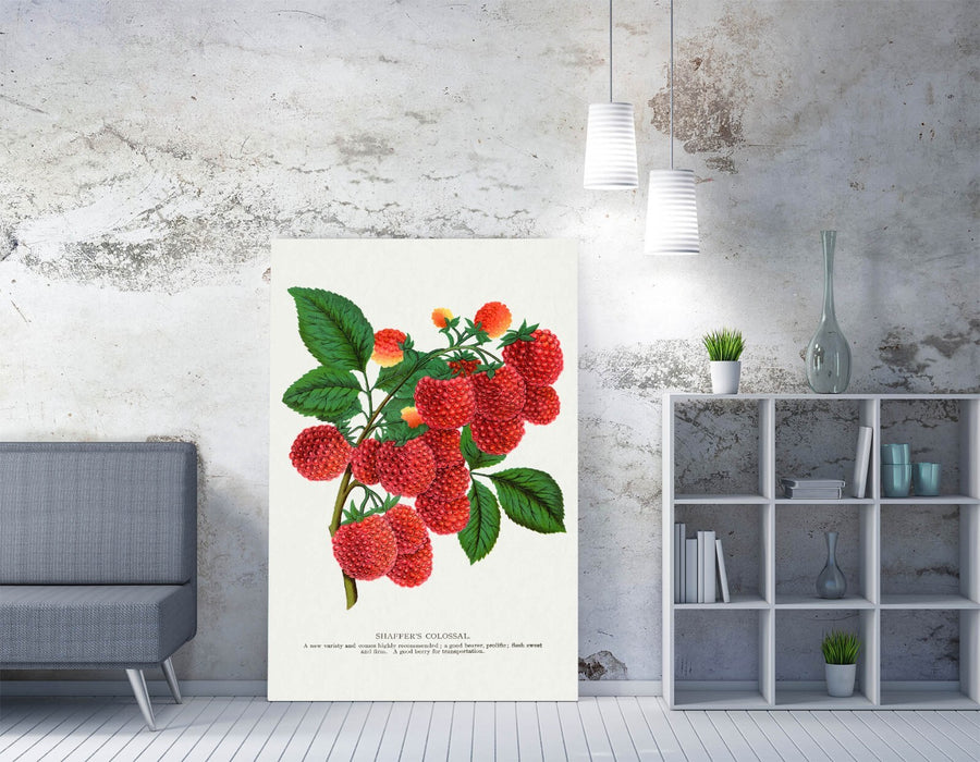 Canvas Wall Art - Shaffer's Colossal Raspberry Lithograph Print on Archival Grade Canvas