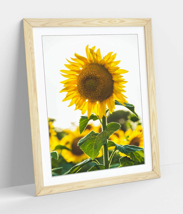 SUNFLOWER -ART FRAMED POSTER PICTURE PRINT ARTWORK- WHITE GREEN