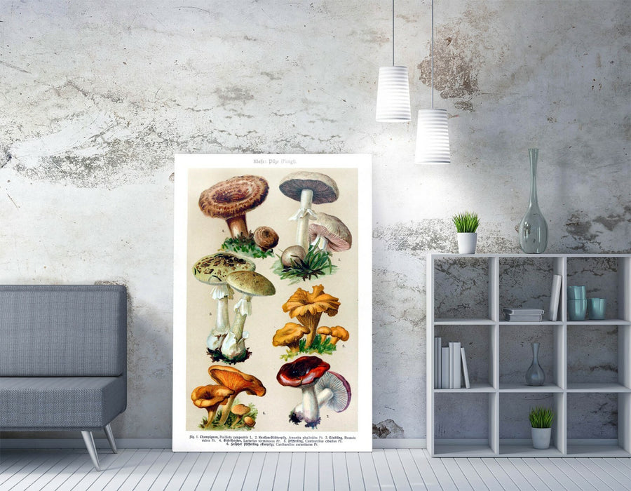 QUIRKY VINTAGE MUSHROOM ILLUSTRATIONS ART POSTER -CANVAS WALL ART PICTURE PRINT