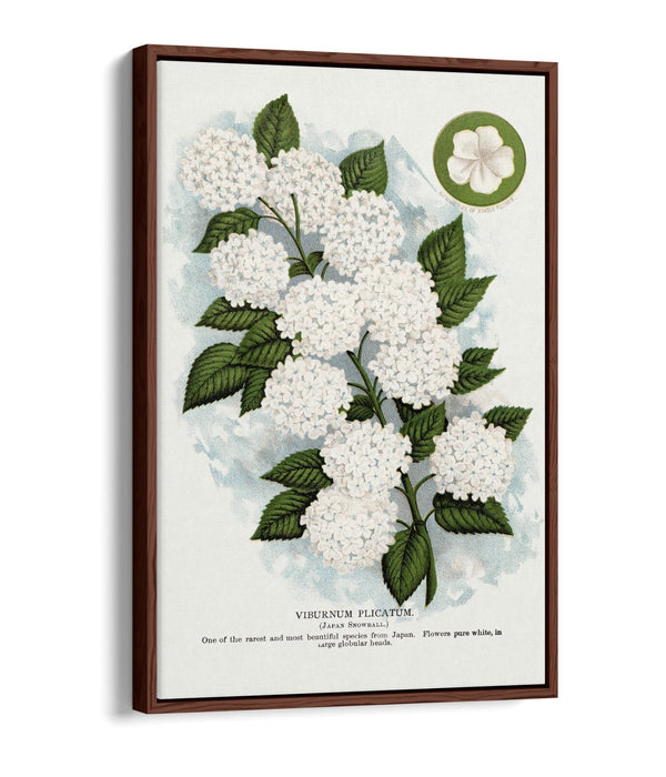 Canvas Wall Art - Japanese Snowball Flower Print | Float Effect, 30mm Deep Frame