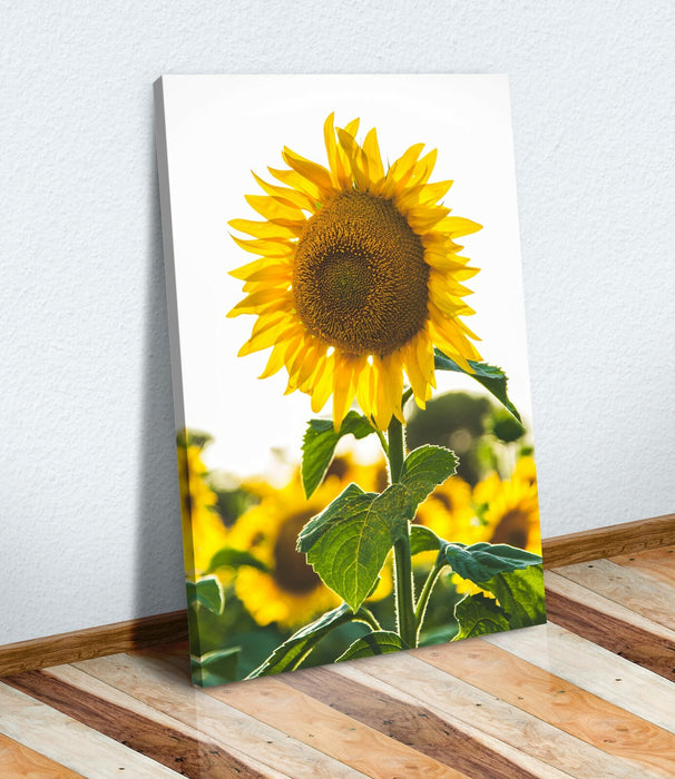 Canvas Wall Art - Sunflower Canvas Print With 30mm Deep Frame, Ready To Hang