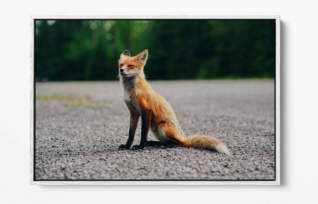 CUTE BABY FOX, WILDLIFE PHOTOGRAPHY -FLOAT EFFECT CANVAS WALL ART PIC PRINT