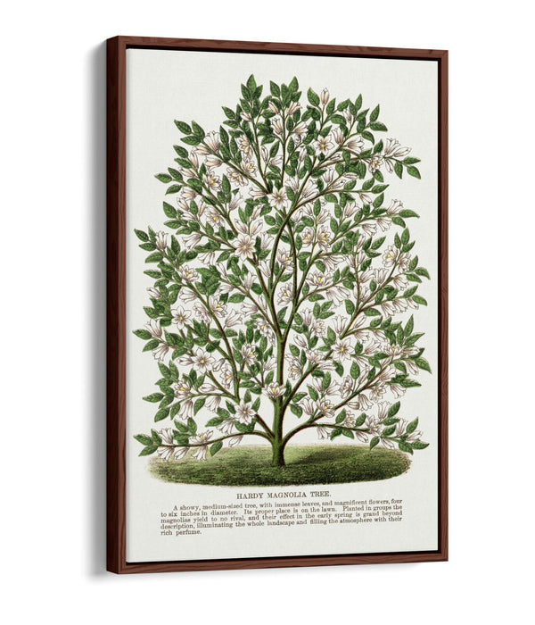 Canvas Wall Art – Hardy Magnolia Tree Print | Float Effect Frame | Handmade UK Art