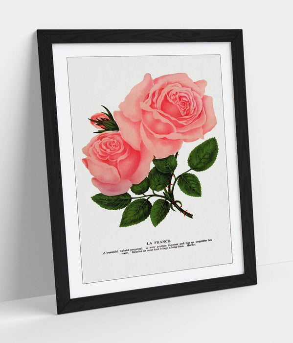 Framed Wall Art Poster - Pink Rose Print With La France Lithograph, Handmade Decor