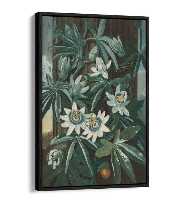 ROBERT JOHN THORNTON, BLUE PASSION FLOWER -FLOAT EFFECT CANVAS WALL ART PRINT