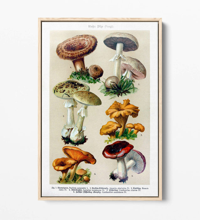 QUIRKY VINTAGE MUSHROOM ILLUSTRATIONS POSTER -FLOAT EFFECT CANVAS WALL ART PRINT