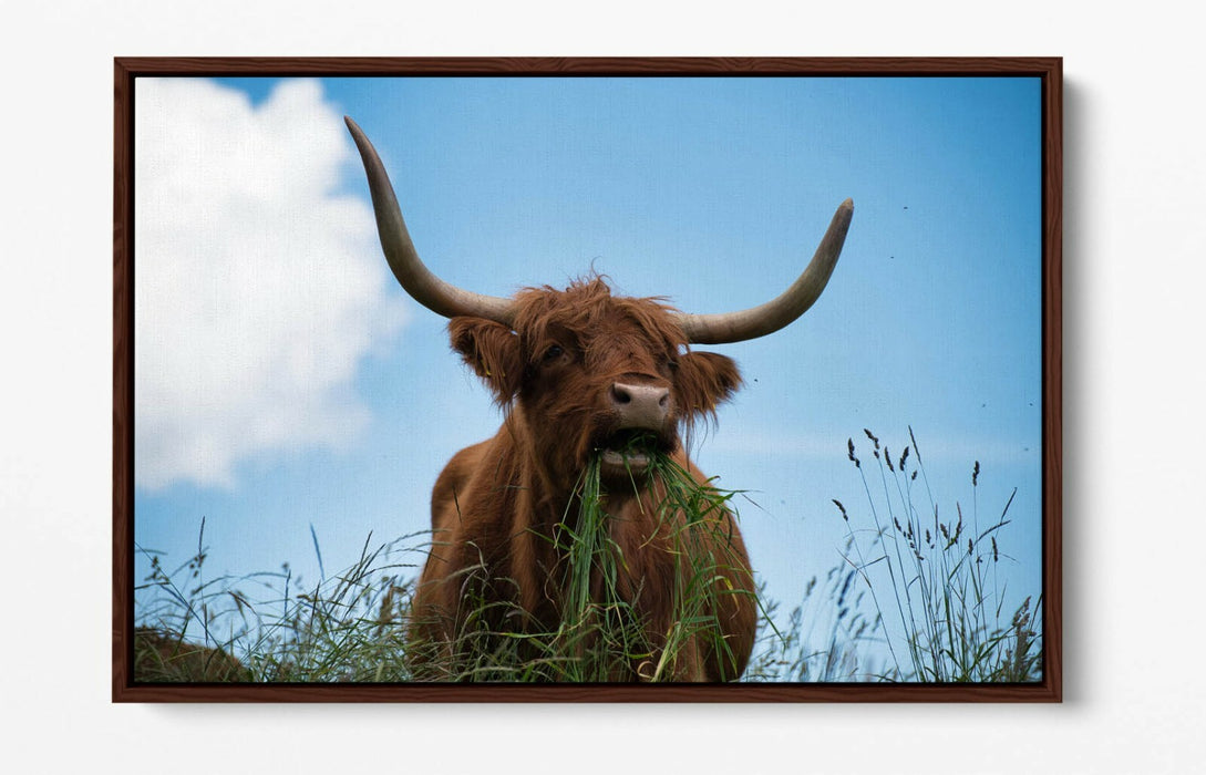 HIGHLAND COW BLUE SKY PHOTO -FLOAT EFFECT CANVAS WALL ART PIC PRINT- ANIMAL