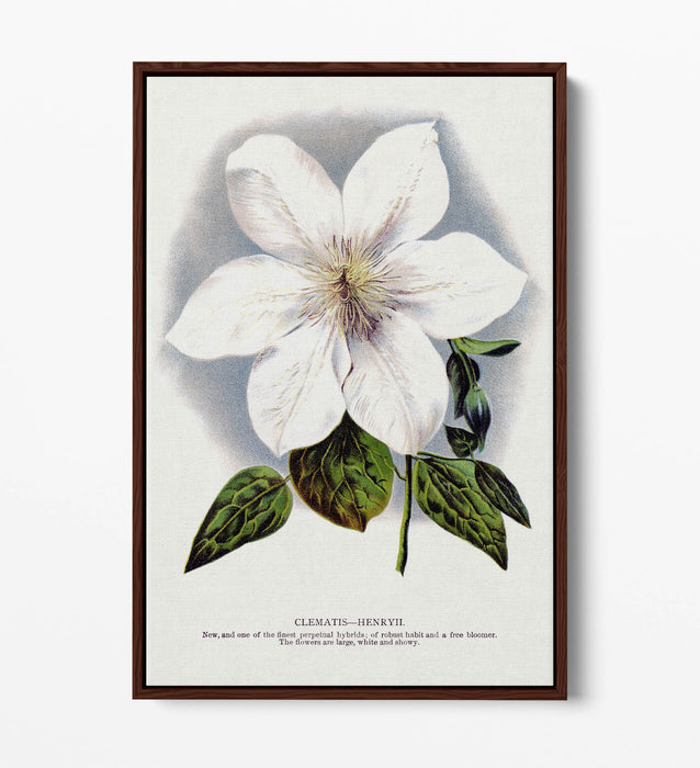 Clematis Canvas Art - Float Effect Canvas Wall Art Print With 30mm Deep Frame