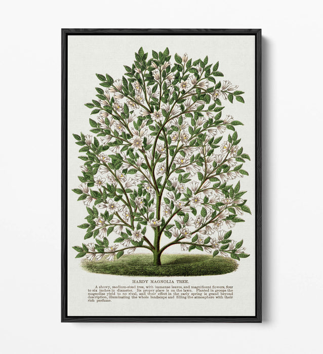 Canvas Wall Art – Hardy Magnolia Tree Print | Float Effect Frame | Handmade UK Art