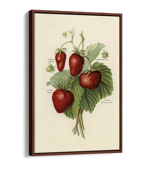 Canvas Art Print - Vintage Strawberries Wall Art With Float Effect Frame