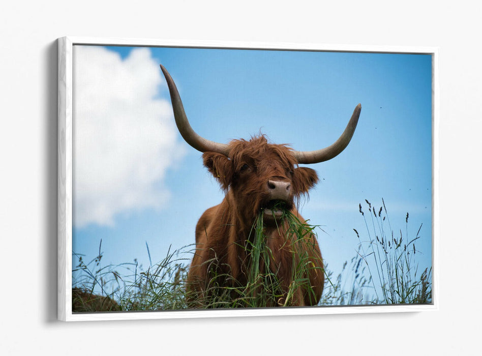 HIGHLAND COW BLUE SKY PHOTO -FLOAT EFFECT CANVAS WALL ART PIC PRINT- ANIMAL