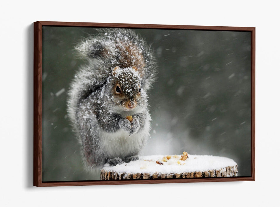 Squirrel Canvas Art - Cute Snowy Squirrel Print on Premium Float Frame