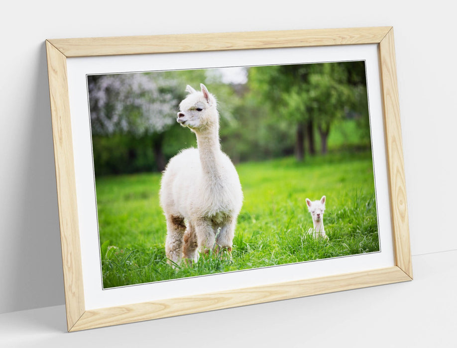 Llama Wall Art – Framed Art Print With Baby Llama Decor & Woodgrain Frame