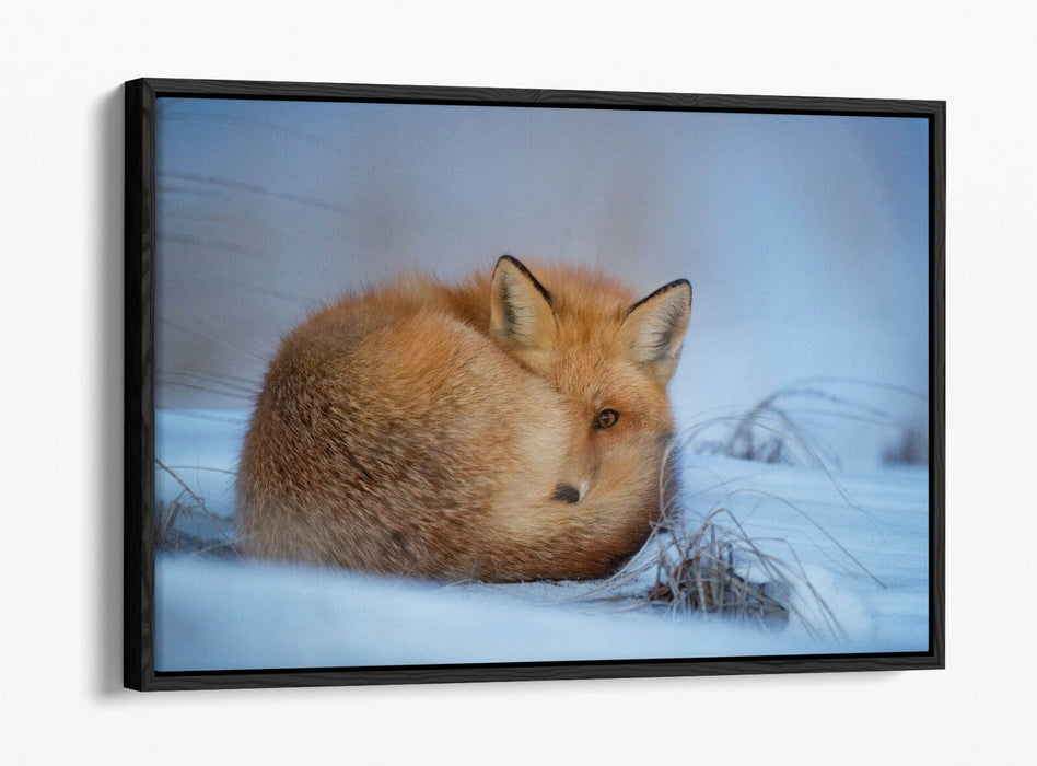 RED FOX SNOWY LAND, WILDLIFE PHOTOGRAPHY -FLOAT EFFECT CANVAS WALL ART PIC PRINT