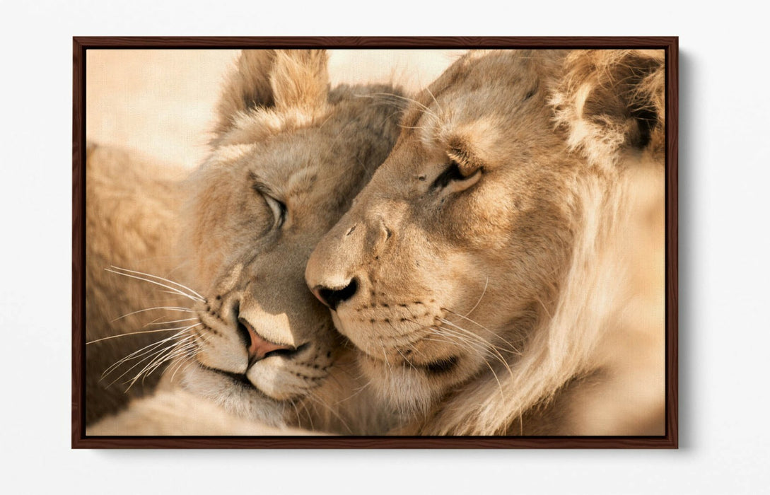 LIONS IN LOVE, WILDLIFE PHOTOGRAPHY -FLOAT EFFECT CANVAS WALL ART PIC PRINT