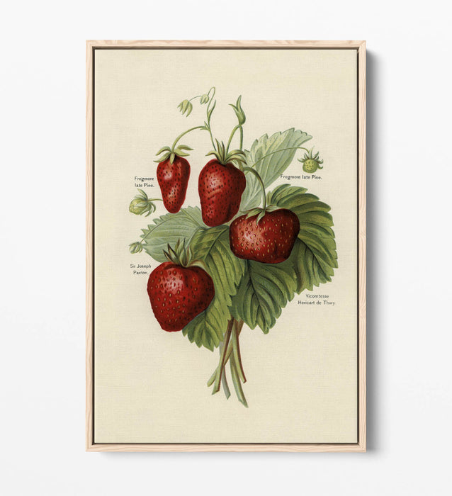 Canvas Art Print - Vintage Strawberries Wall Art With Float Effect Frame