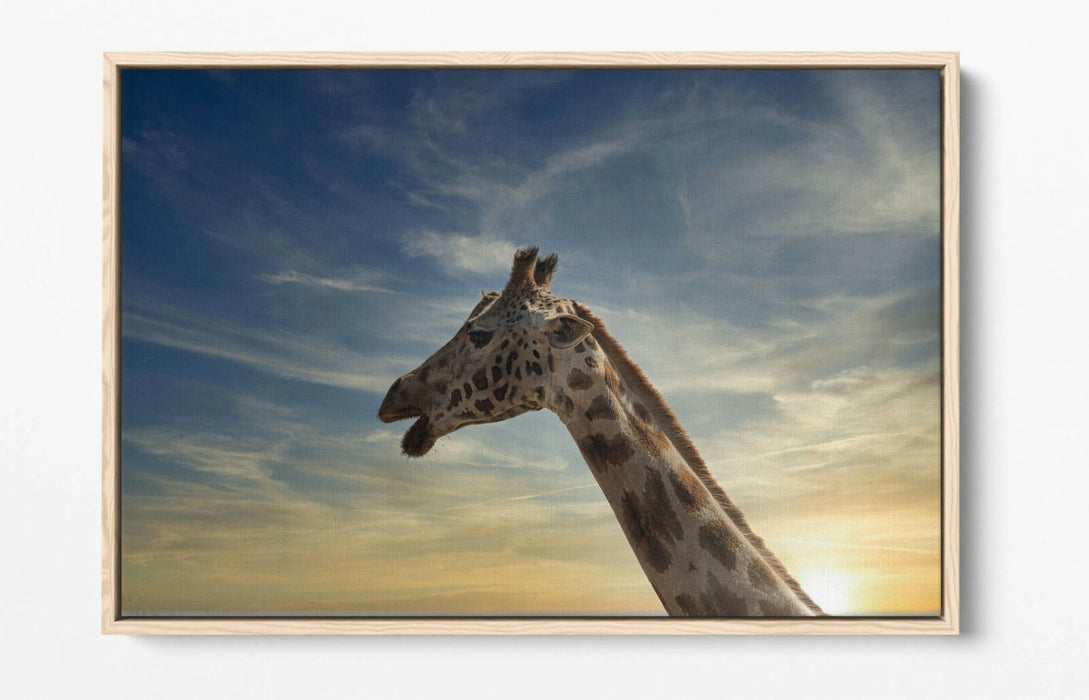 GIRAFFE IN THE CLOUDS -FLOAT EFFECT CANVAS WALL ART PIC PRINT- ANIMAL PHOTOGRAPH