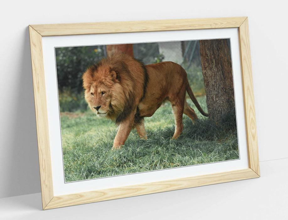LION ON THE PROWL -WALL ART FRAMED POSTER PICTURE PRINT- ANIMAL PHOTOGRAPHY