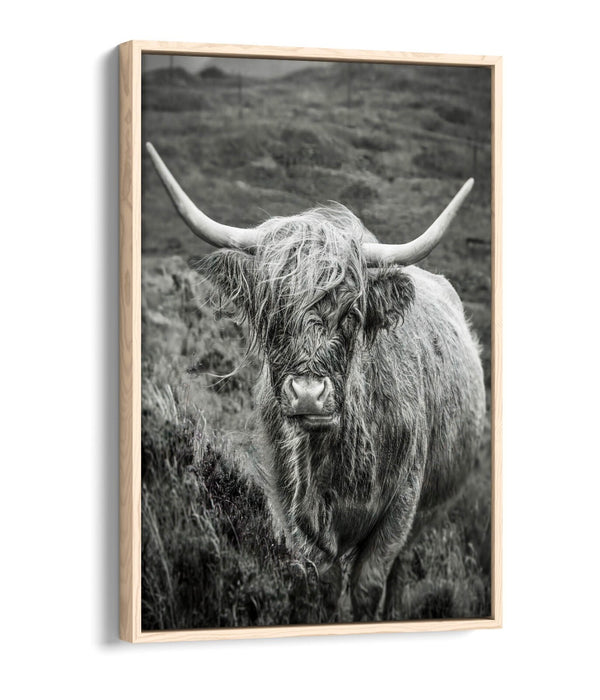 Highland Cow Canvas | Black and White Float Effect Wall Art Print - Handmade UK