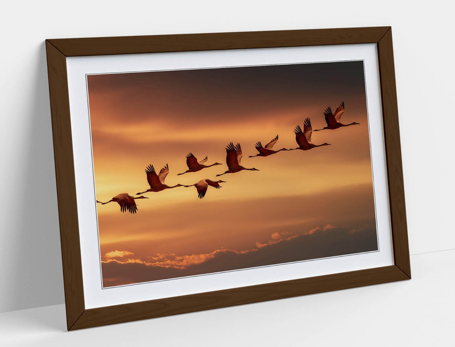 Framed Wall Art - Beautiful Bird Wall Decor With Orange Sky Poster Print