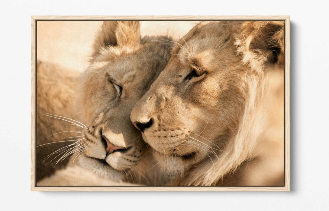 LIONS IN LOVE, WILDLIFE PHOTOGRAPHY -FLOAT EFFECT CANVAS WALL ART PIC PRINT