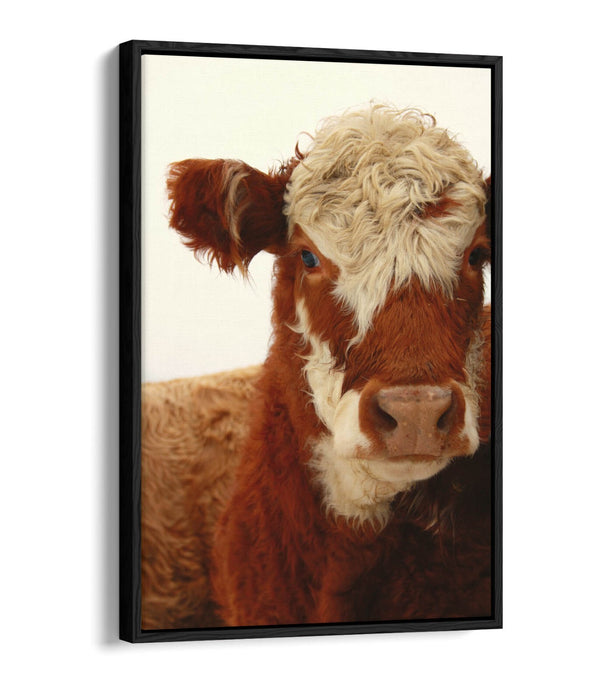 Cow Canvas Wall Art - Brown White Cow Print on Float Effect Canvas | Handmade