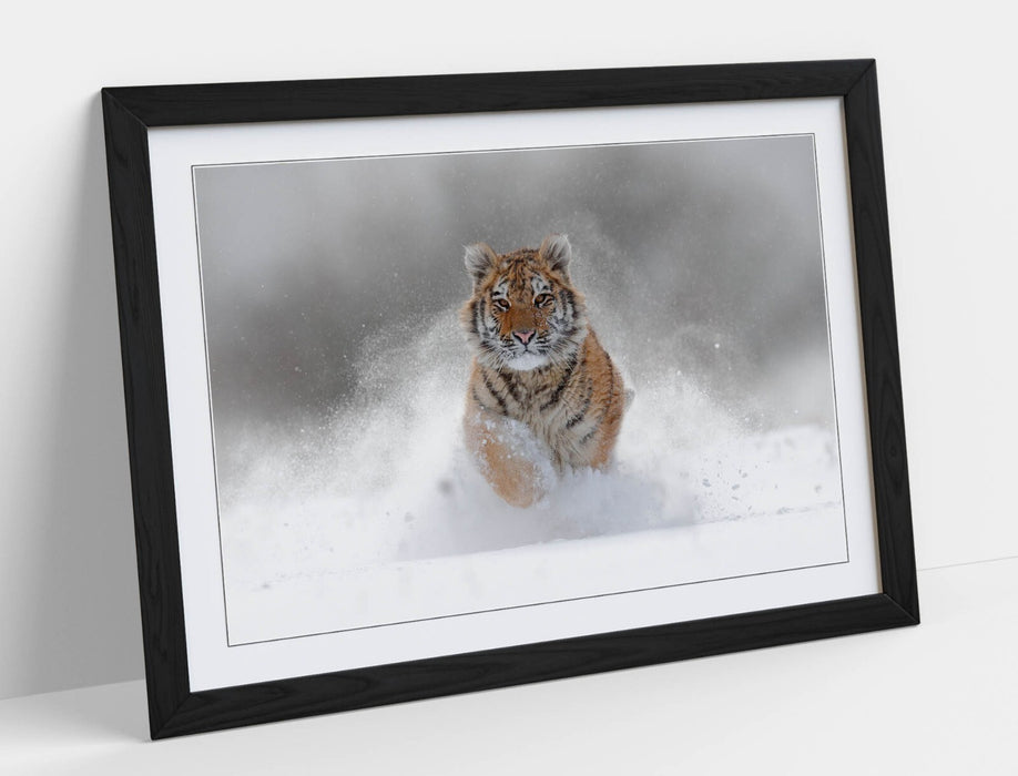 Tiger Running Wall Art – Large Framed Animal Poster with Natural Wood Frame