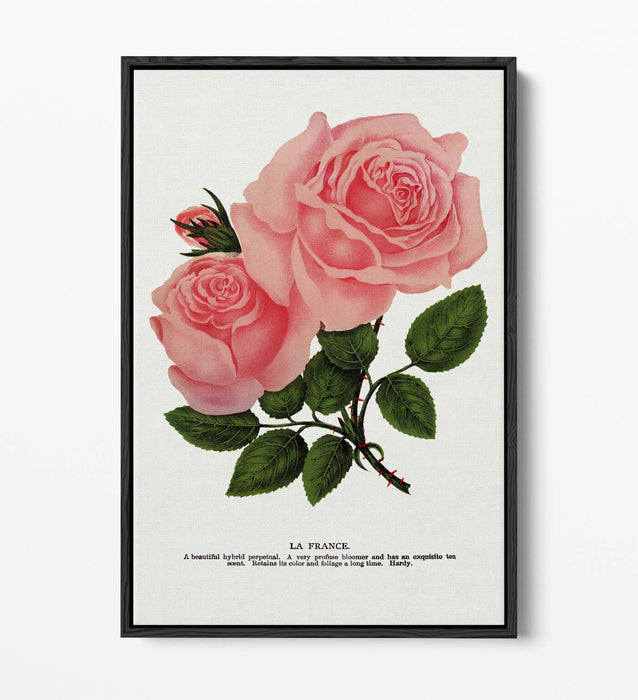 Canvas Wall Art - Pink Rose La France Lithograph | Float Frame, Handmade UK