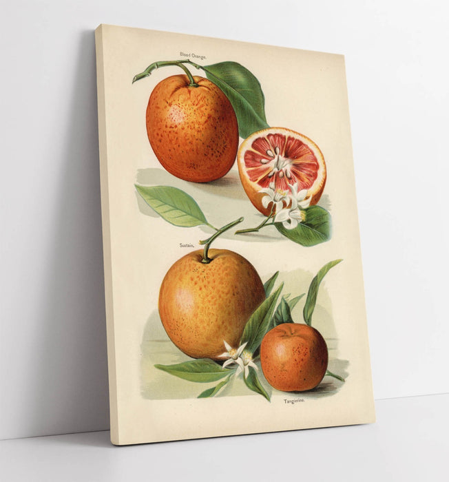Canvas Wall Art - John Wright Vintage Illustration Oranges | Handmade UK Print