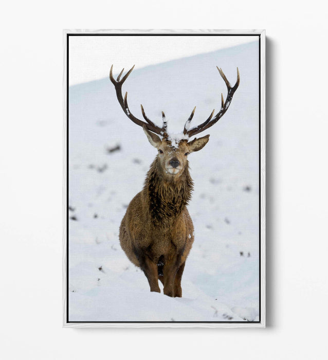 Canvas Wall Art – Majestic Stag In Snowy Landscape | Float Effect Canvas Print