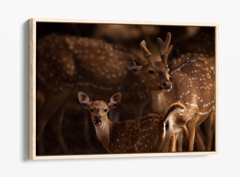 Canvas Wall Art - Deer Standing Together Float Effect Premium Bedroom Decor