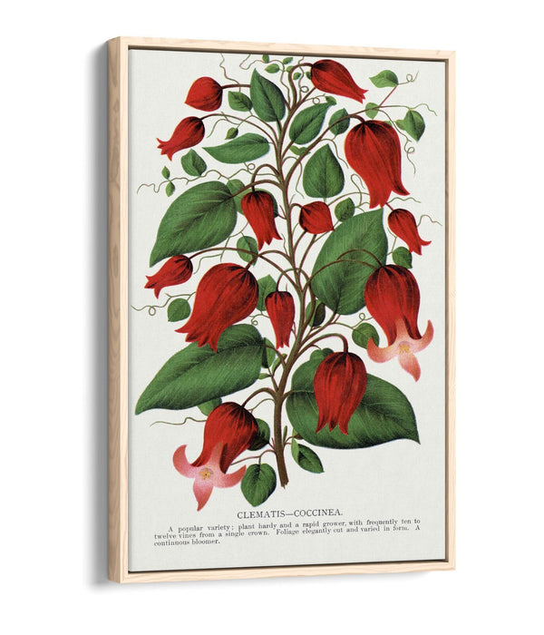 Canvas Wall Art – Clematis Flower Print on Premium Float Frame, Handmade UK