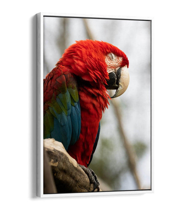 Parrot Canvas Wall Art – Float Effect Canvas Wall Decor With Vibrant Animal Print