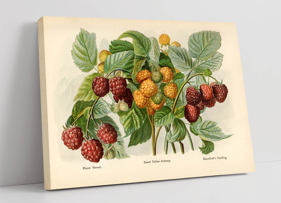 Canvas Wall Art - John Wright Vintage Raspberry Illustration Print on Archival Grade Canvas