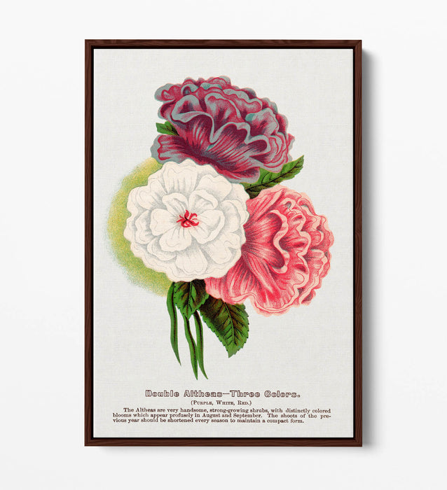 Float Effect Canvas Art - Double Althea Lithograph Wall Print With Stylish Float Frame
