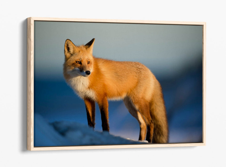 Fox Canvas Wall Art - Handmade Snow Landscape Print | Float Effect Canvas Frame