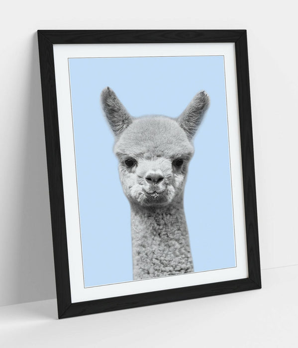 ALPACA BLACK WHITE BABY BLUE -FRAMED ART POSTER PICTURE PRINT ARTWORK