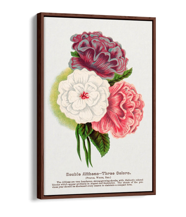 Float Effect Canvas Art - Double Althea Lithograph Wall Print With Stylish Float Frame